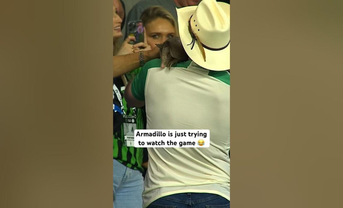 Armadillo watches Austin FC game 😂 #shorts #animals #texas