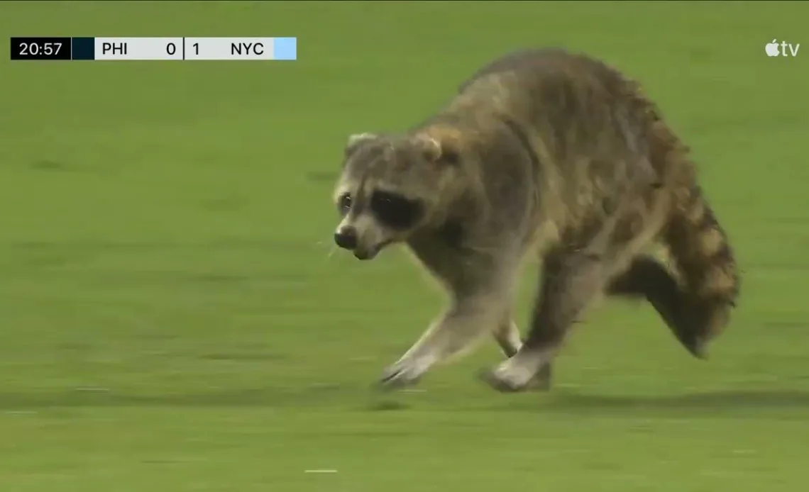 Somebody Sign That RACCOON!